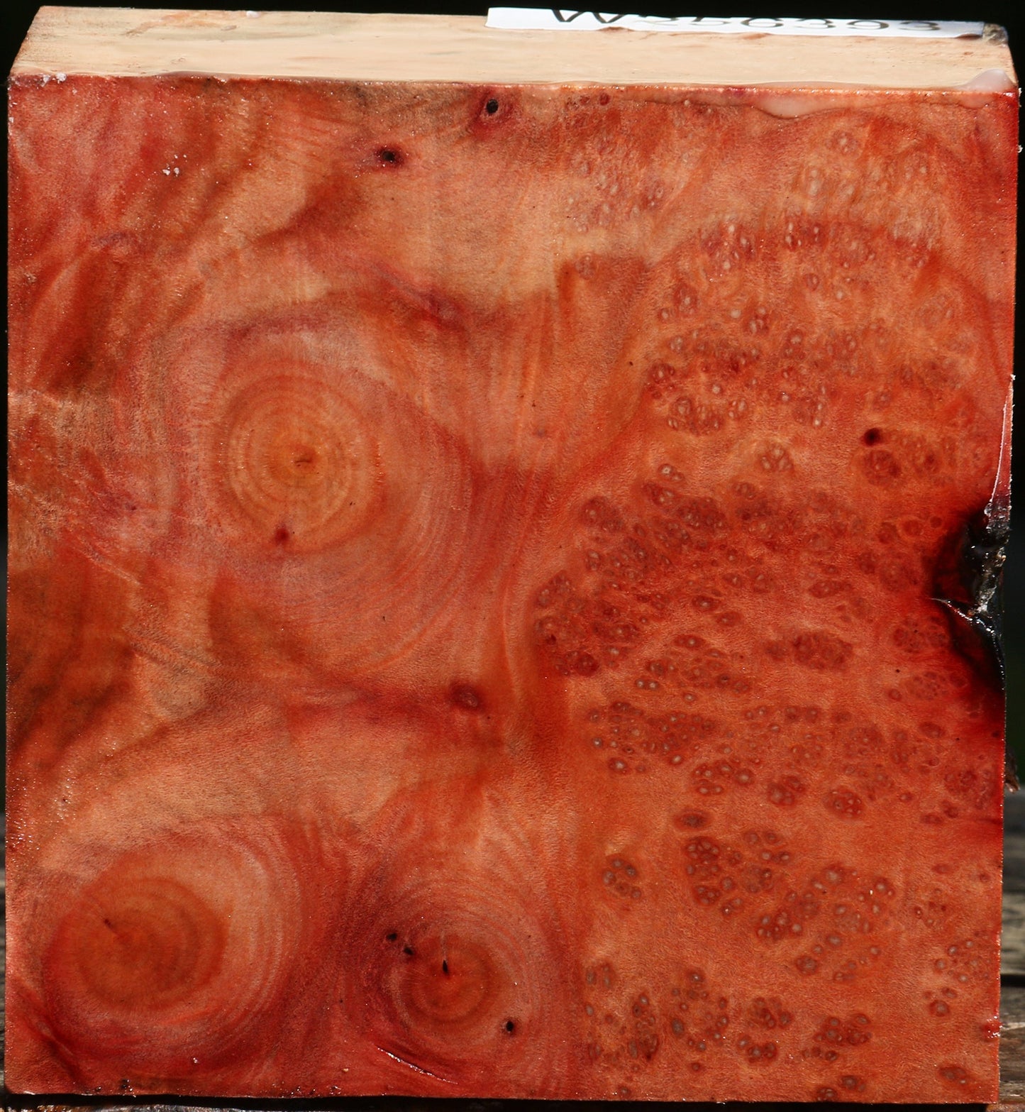 Madrone Burl Bowl Blank