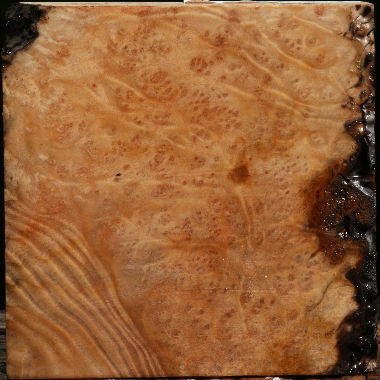 Madrone Burl Bowl Blank