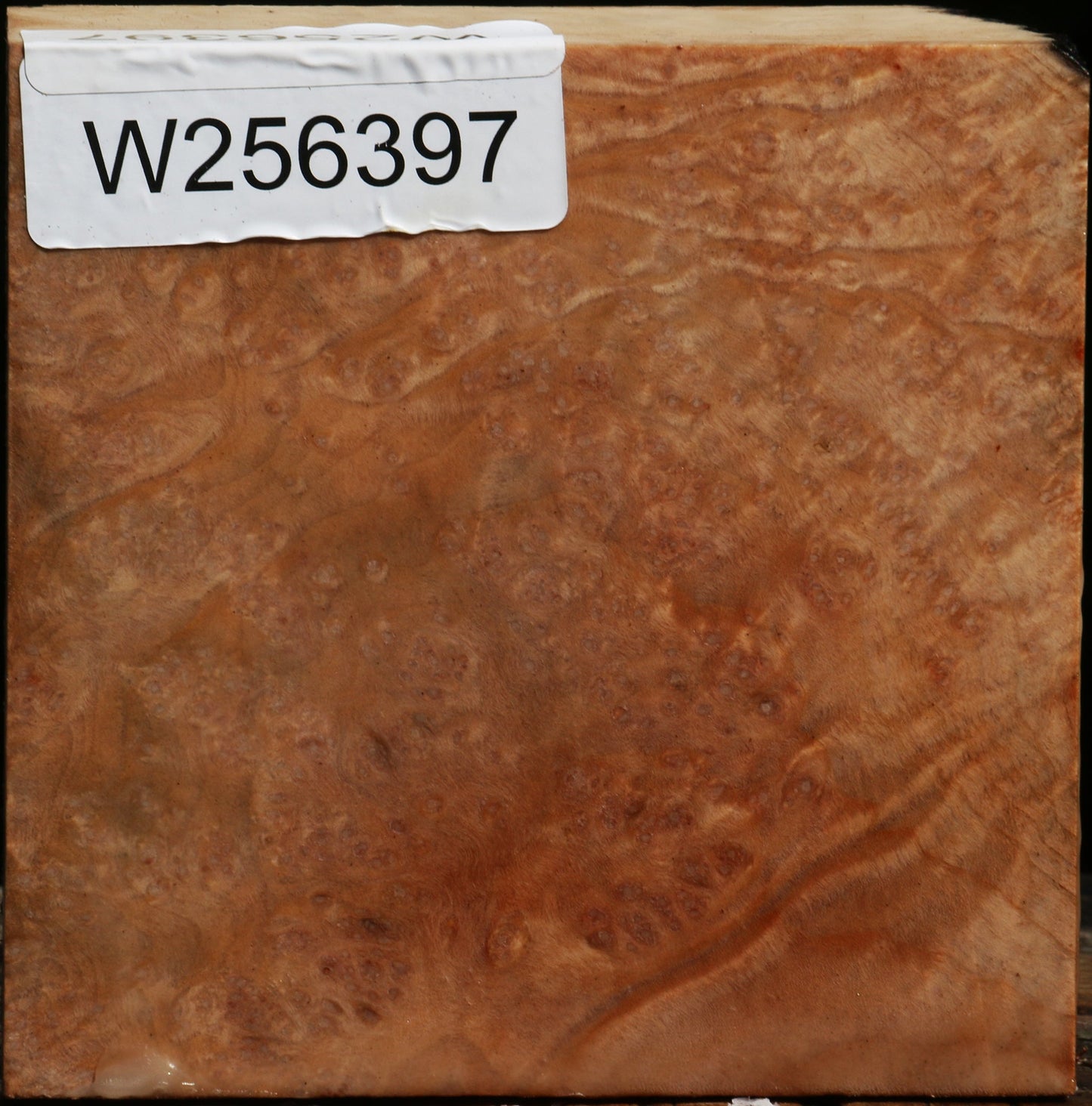 Madrone Burl Bowl Blank