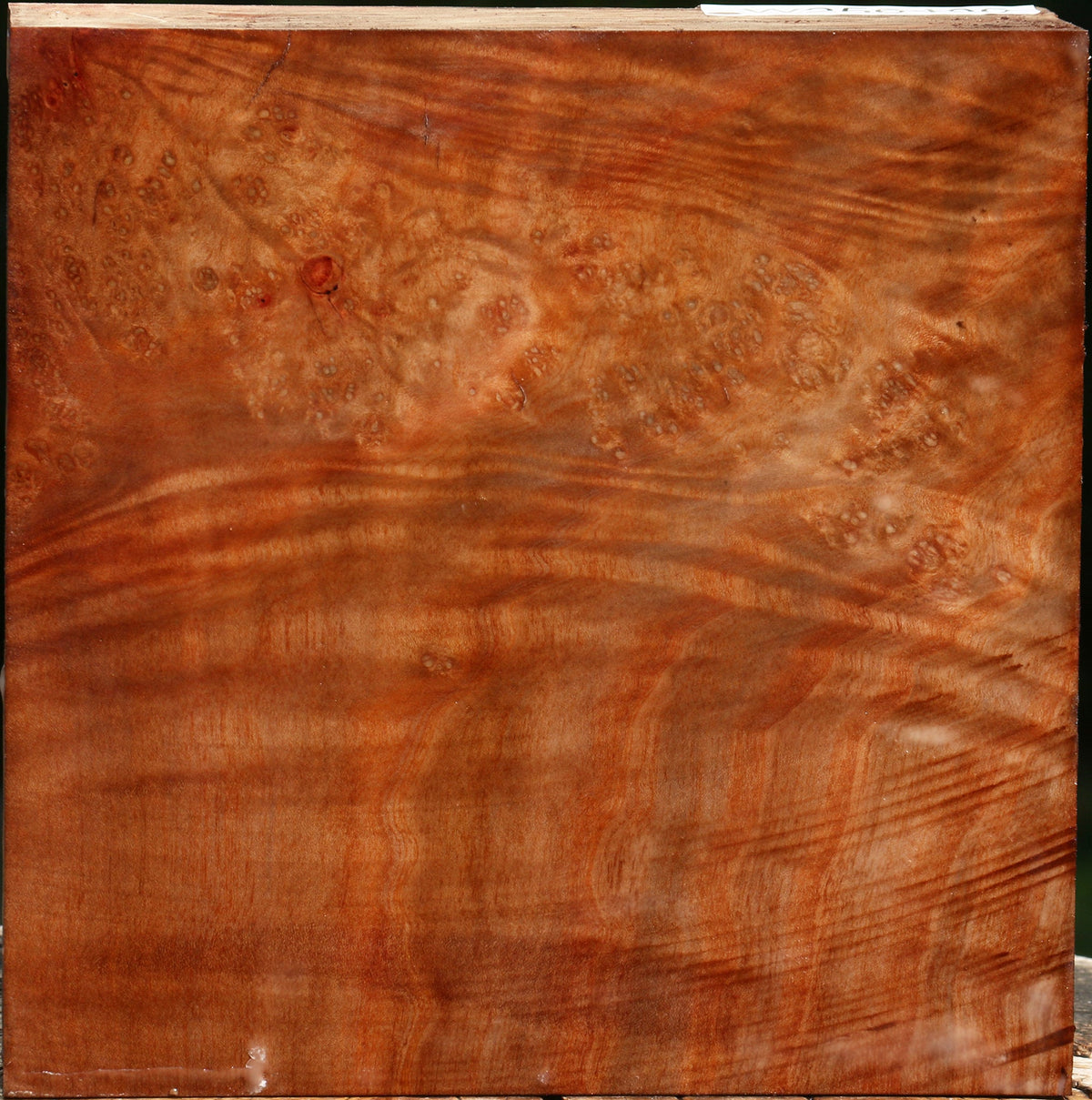 Madrone Burl Bowl Blank
