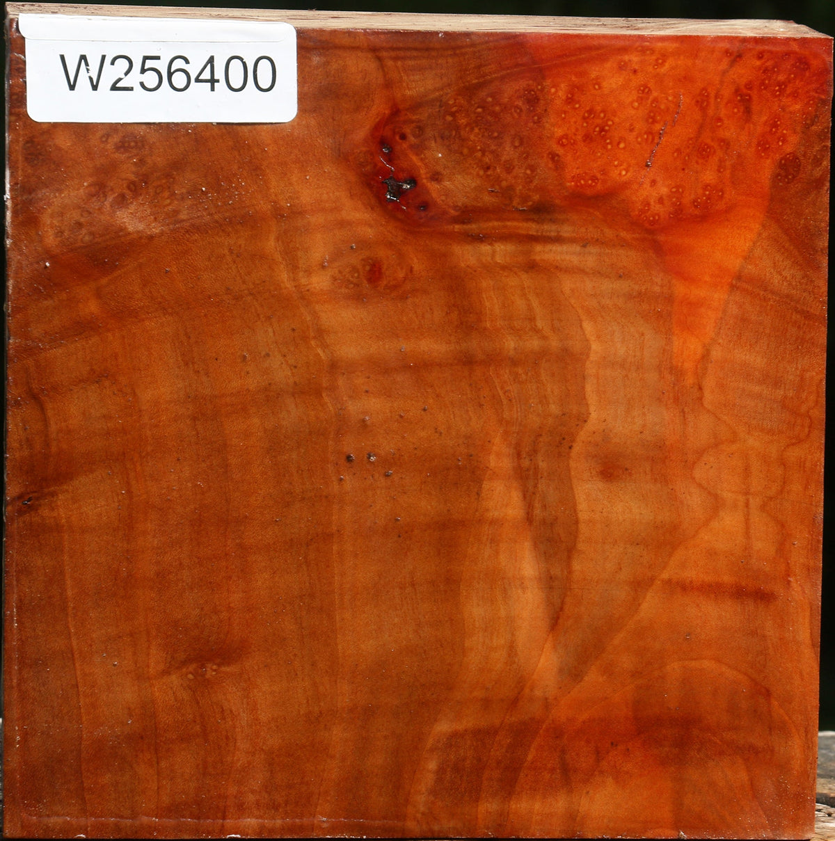 Madrone Burl Bowl Blank