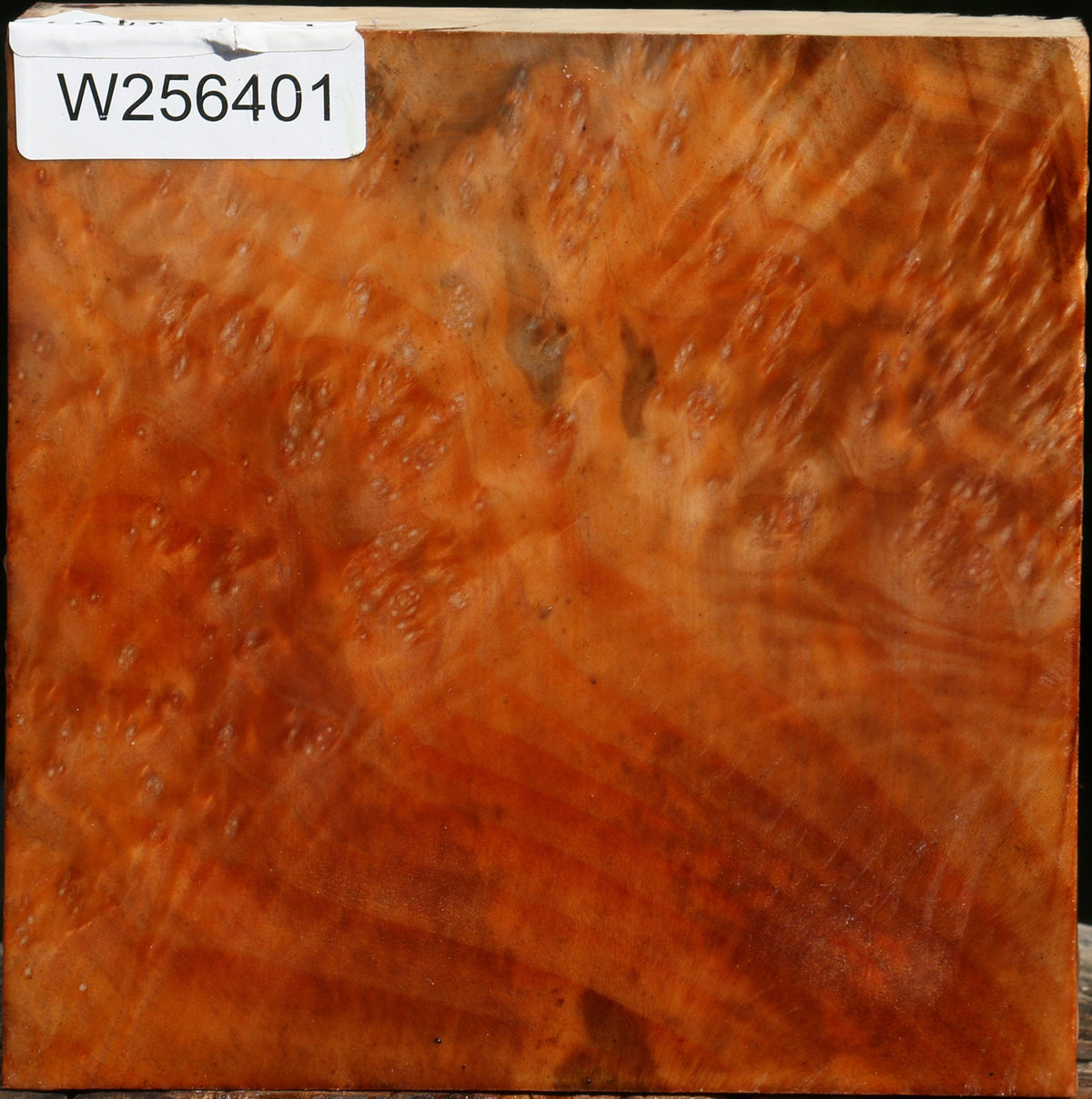 Madrone Burl Bowl Blank