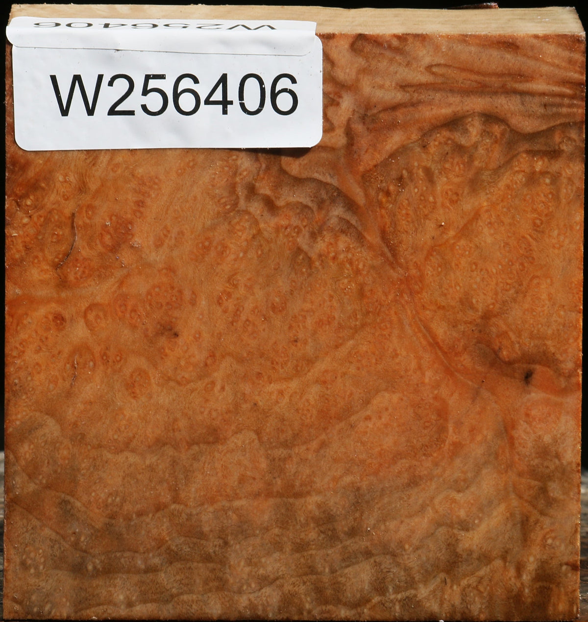 Extra Fancy Madrone Burl Bowl Blank