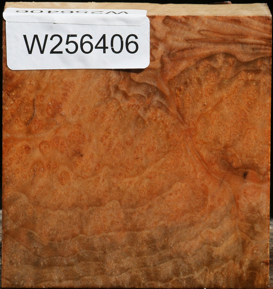 Extra Fancy Madrone Burl Bowl Blank