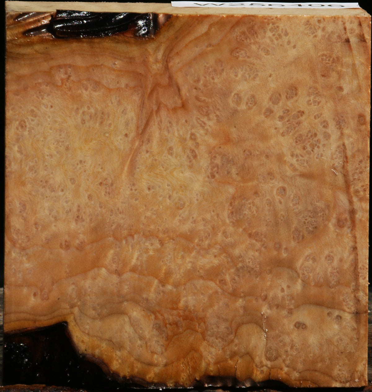 Extra Fancy Madrone Burl Bowl Blank