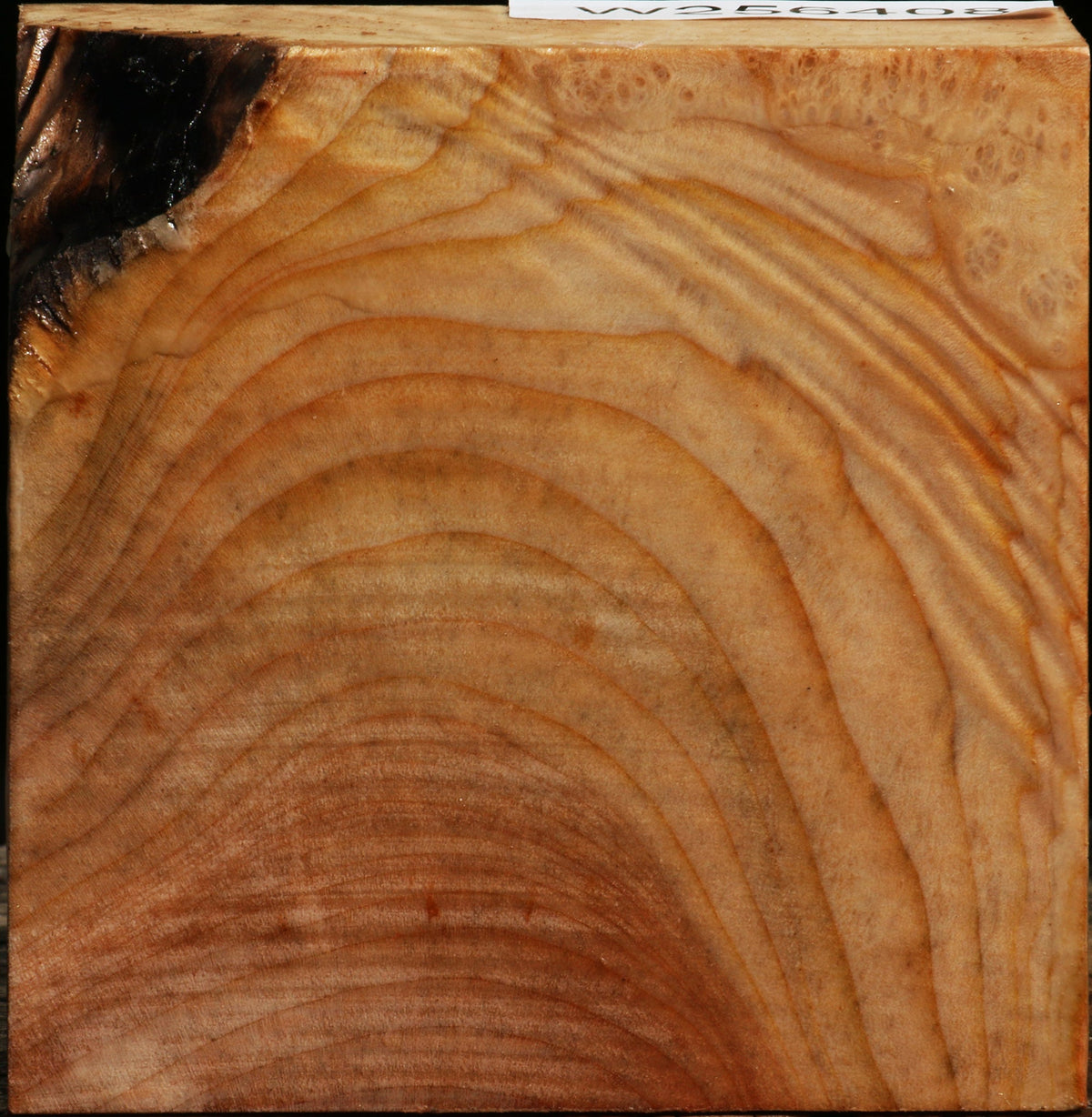 Figured Madrone Bowl Blank