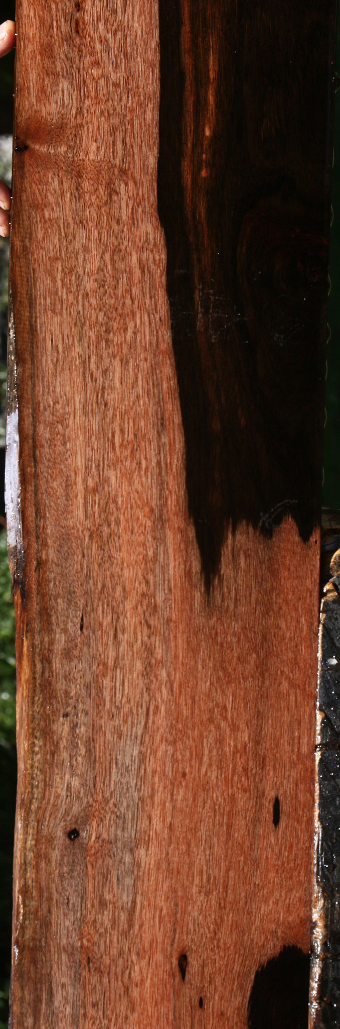 Figured Amara Ebony Live Edge Lumber