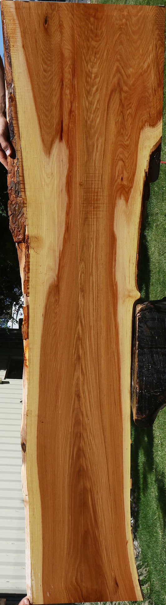 Chinese Elm Live Edge Lumber