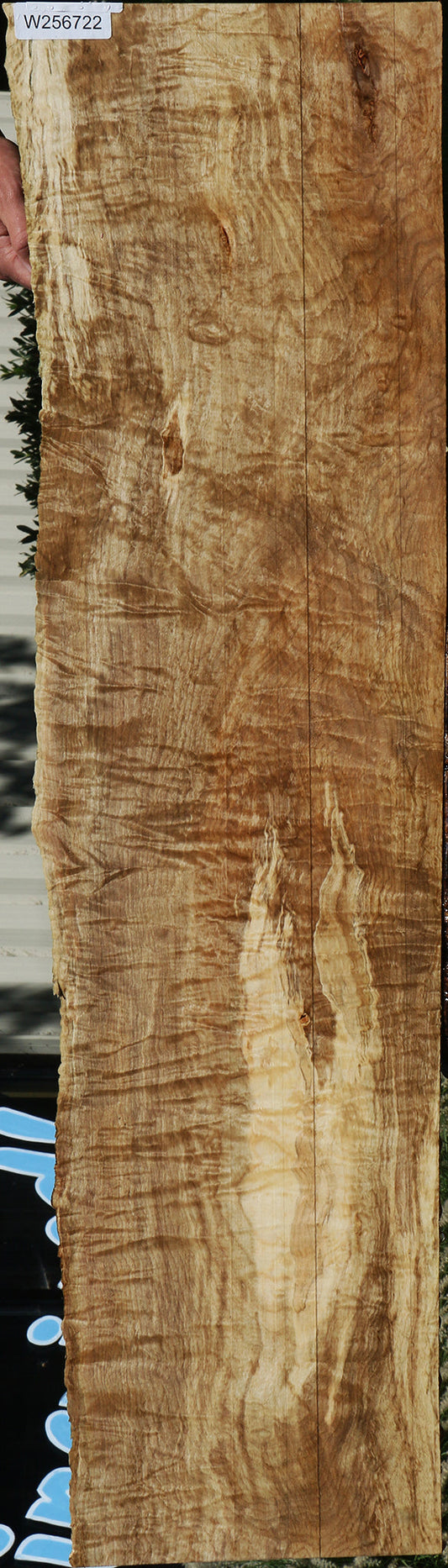Extra Fancy Ailanthus Live Edge Instrument Lumber