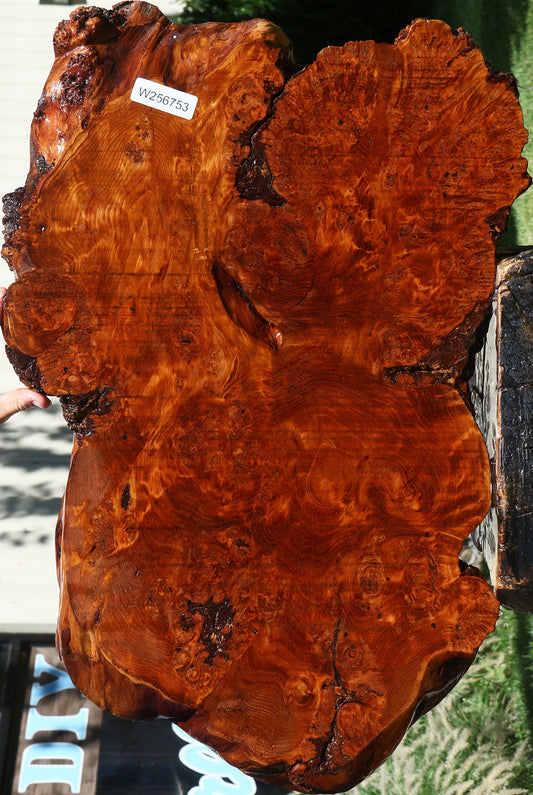 Douglas Fir Burl Cookie