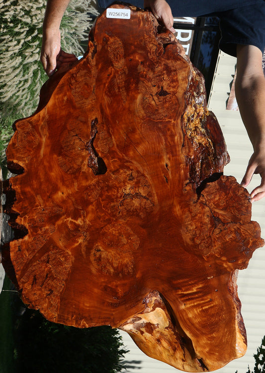 Rustic Douglas Fir Burl Cookie (Free Shipping Excluded)