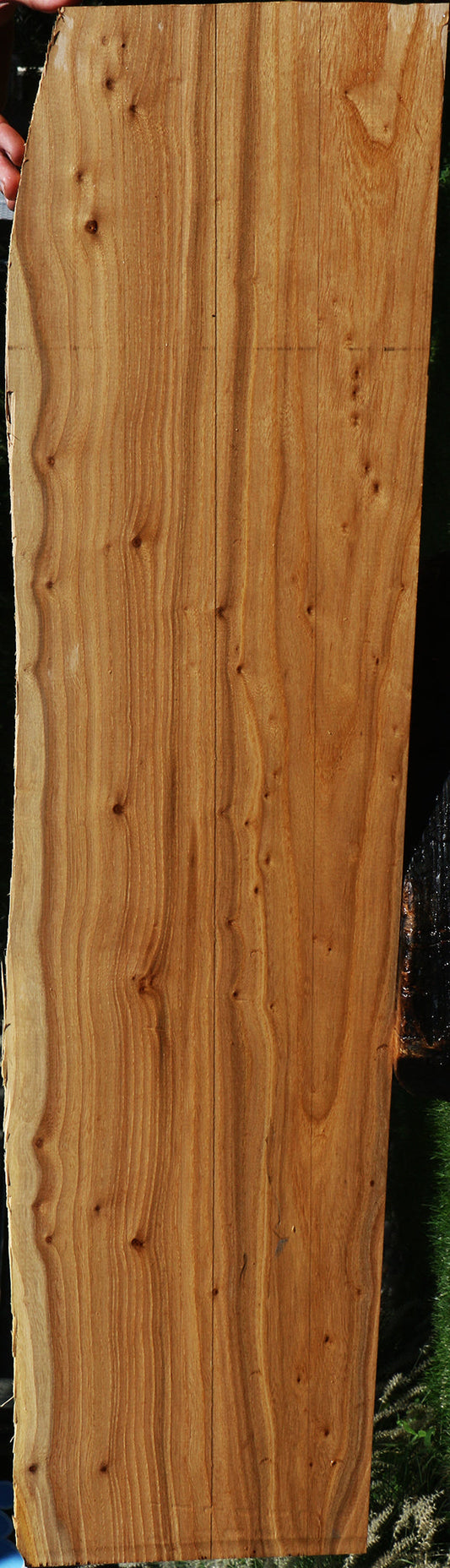 Figured Pippy Elm Live Edge Lumber