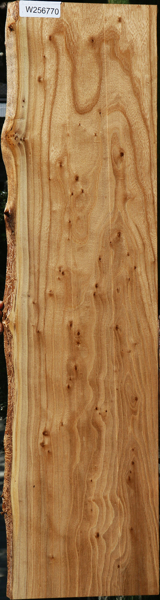Figured Pippy Elm Live Edge Lumber