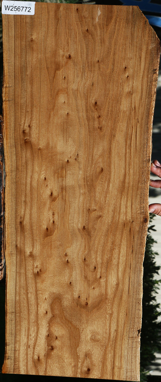 Figured Pippy Elm Live Edge Lumber