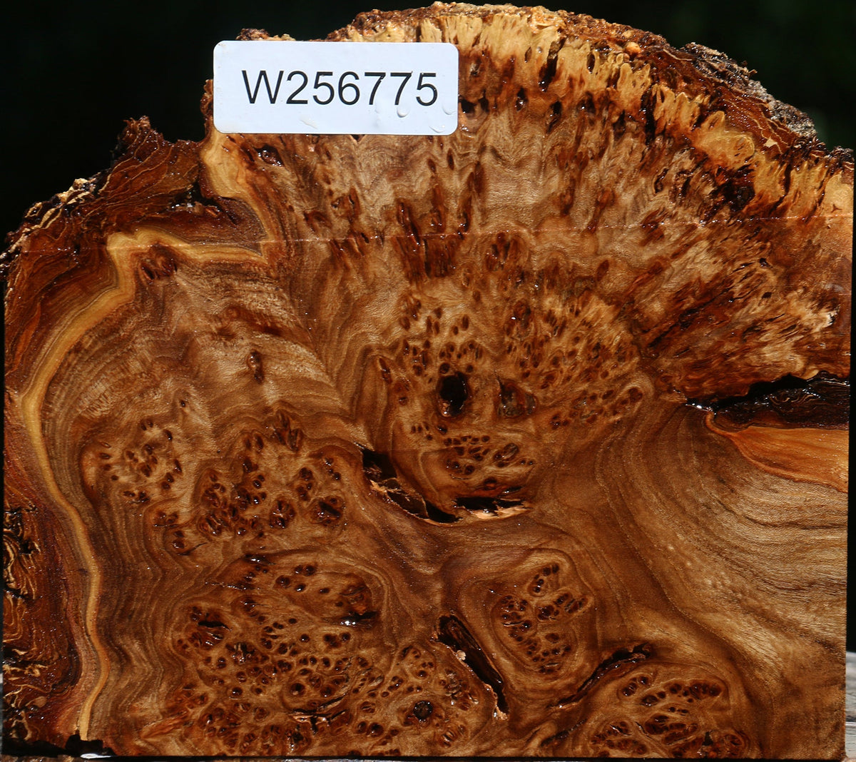 Elm Burl Live Edge Lumber