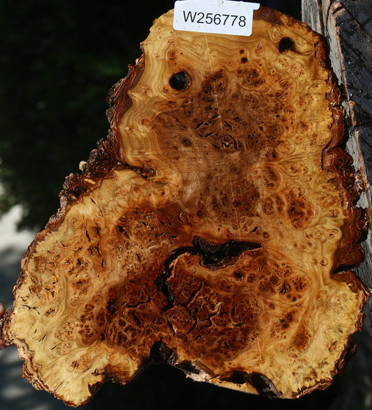 Rustic Elm Burl Cookie