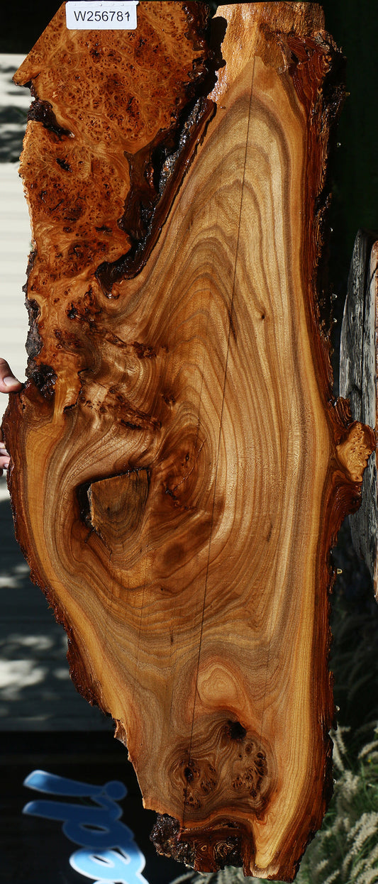 Figured Elm Live Edge Lumber