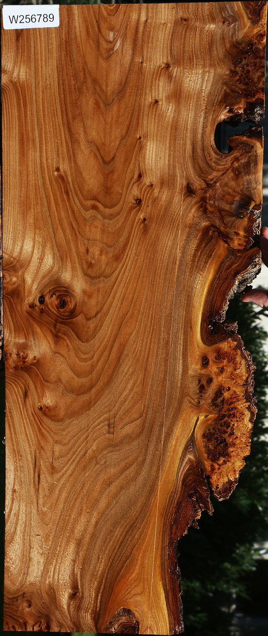 Figured Elm Live Edge Lumber