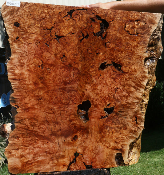 Rustic Maple Burl Live Edge Slab (Free Shipping Excluded)