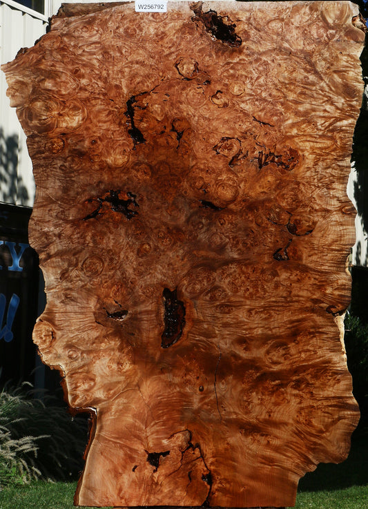Rustic Maple Burl Live Edge Slab (Free Shipping Excluded)