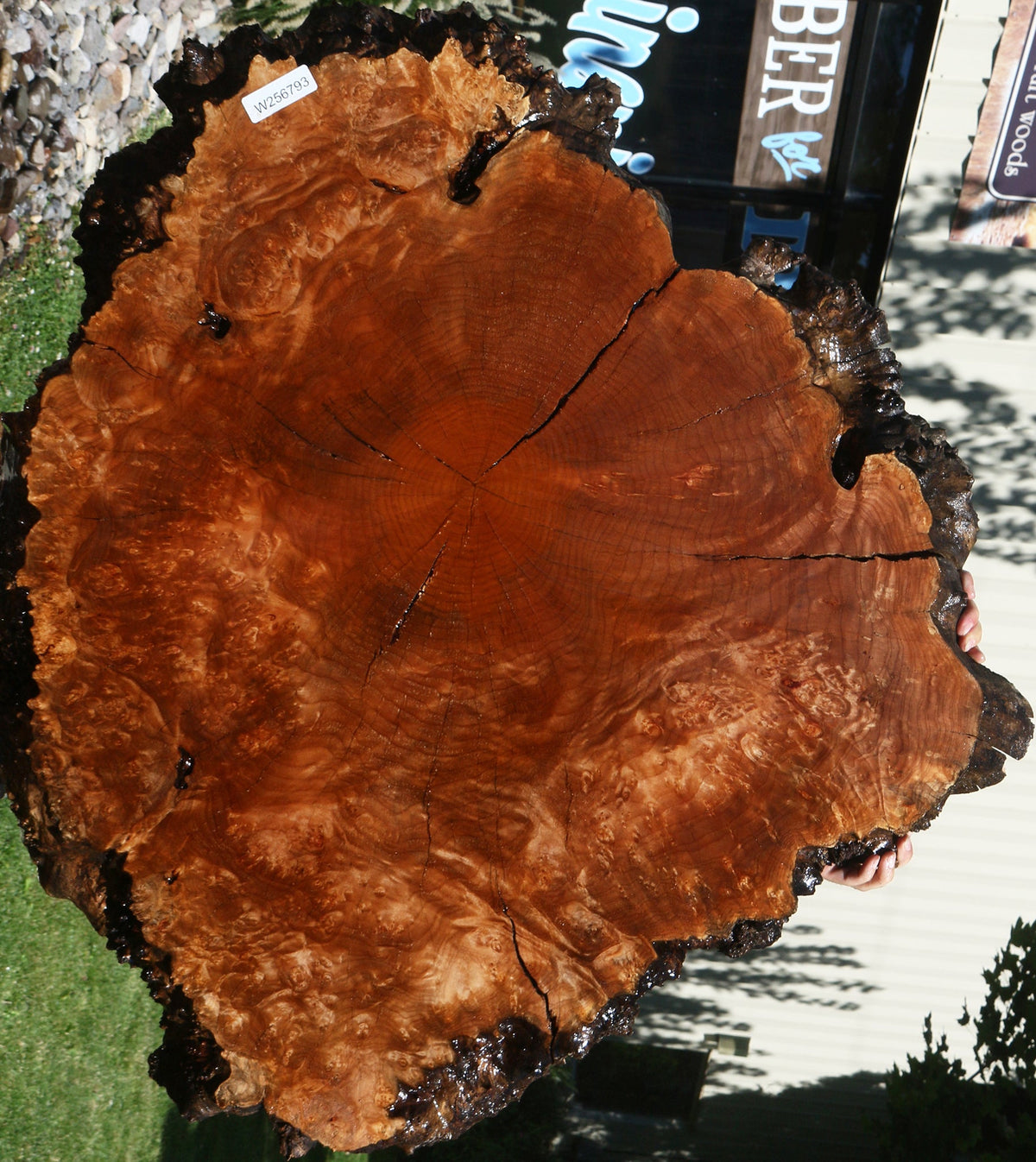 Rustic Maple Burl Cookie (Free Shipping Excluded)