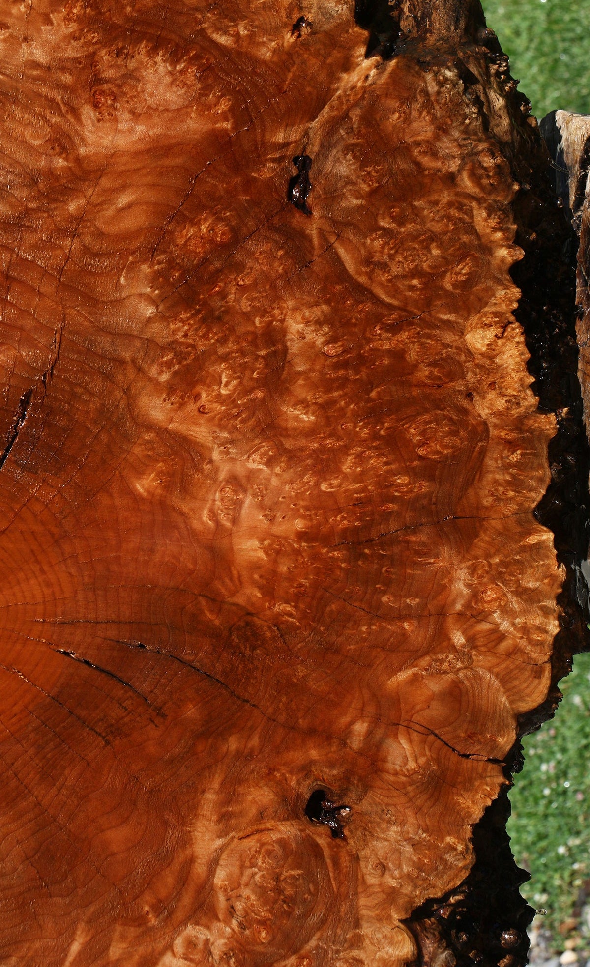 Rustic Maple Burl Cookie (Free Shipping Excluded)