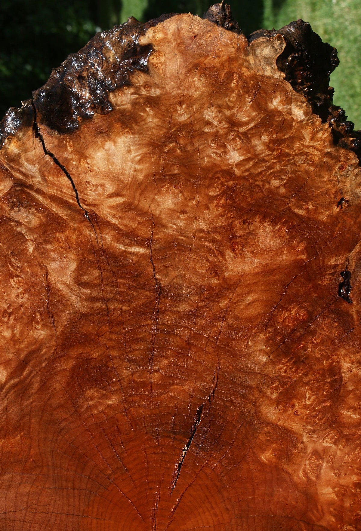 Rustic Maple Burl Cookie (Free Shipping Excluded)