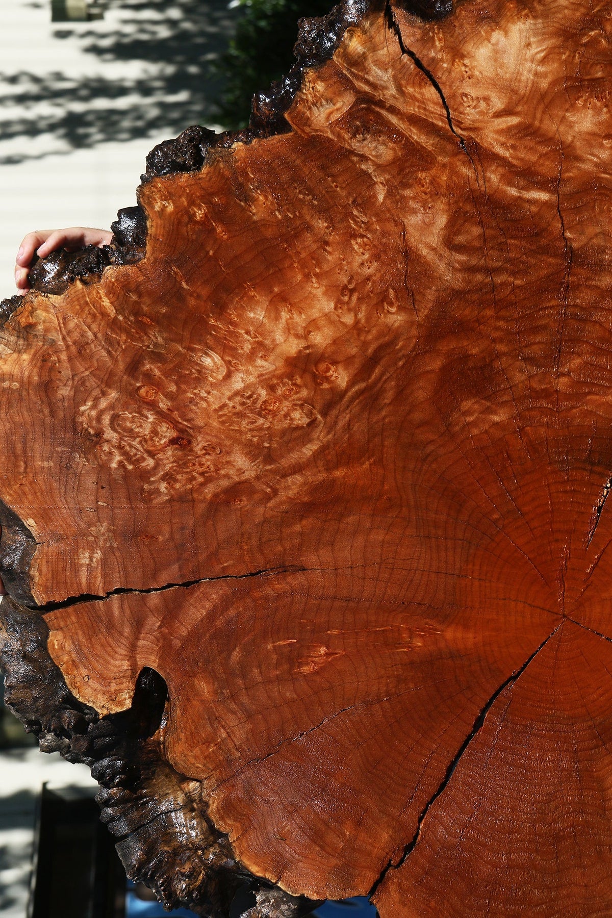 Rustic Maple Burl Cookie (Free Shipping Excluded)