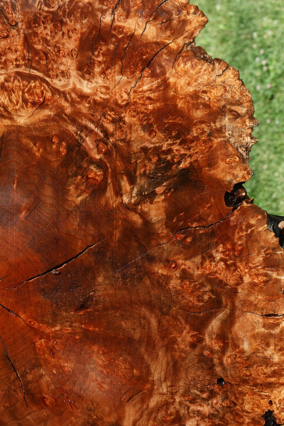 Rustic Maple Burl Cookie (Free Shipping Excluded)