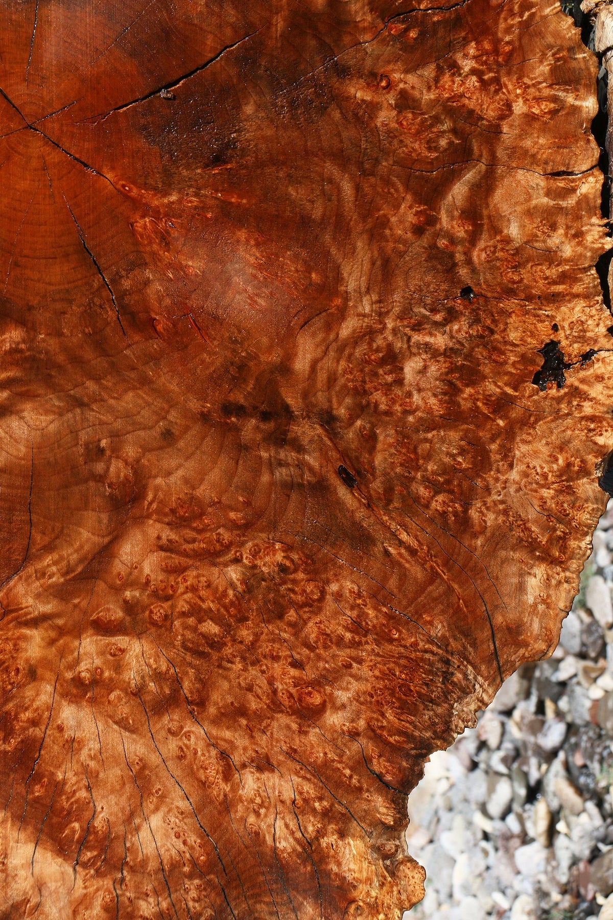 Rustic Maple Burl Cookie (Free Shipping Excluded)