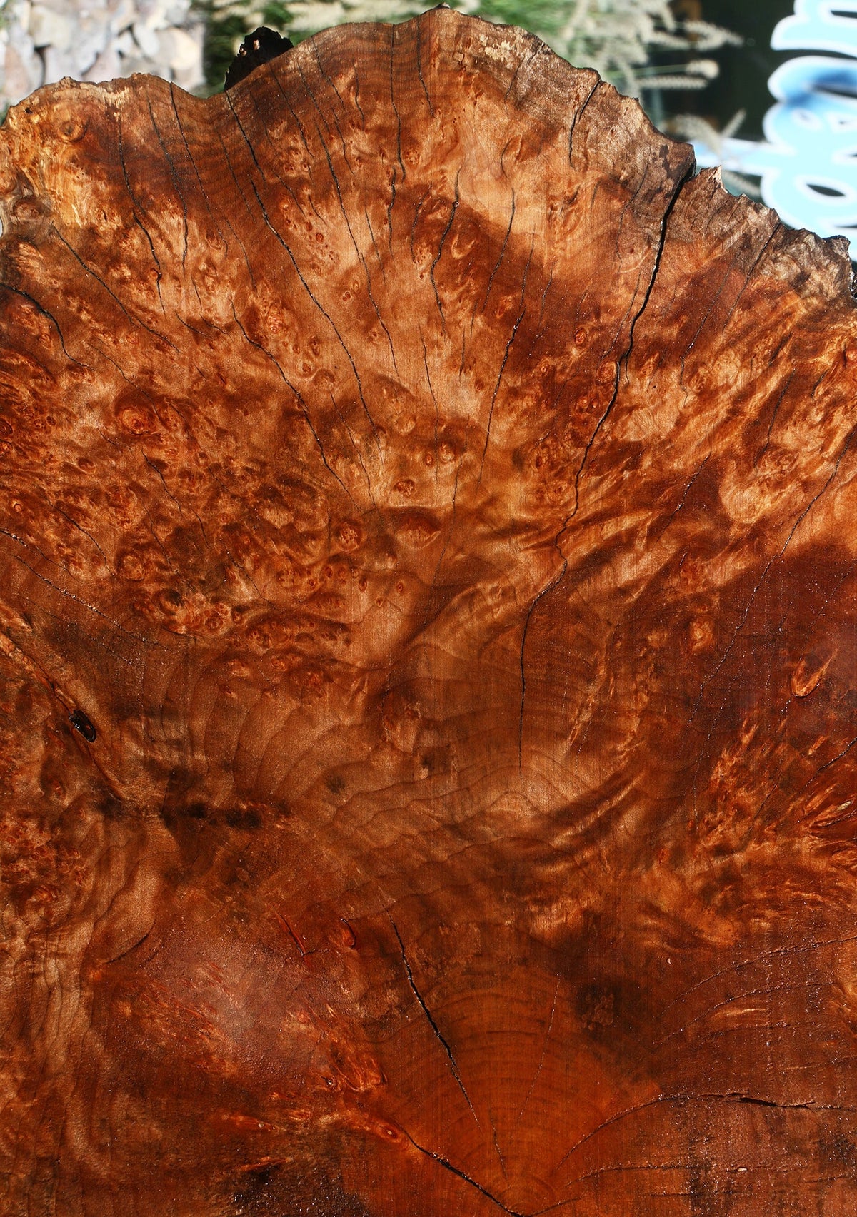 Rustic Maple Burl Cookie (Free Shipping Excluded)