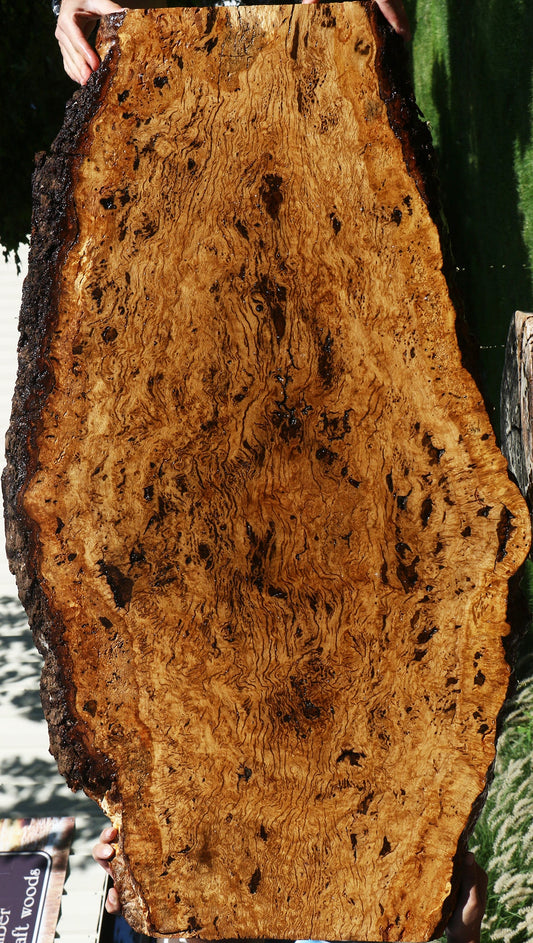 Rustic Oak Burl Live Edge Slab (Free Shipping Excluded)