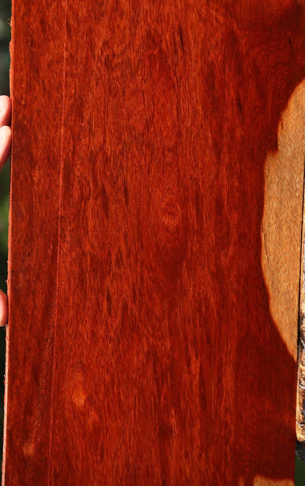 Figured Bloodwood Lumber