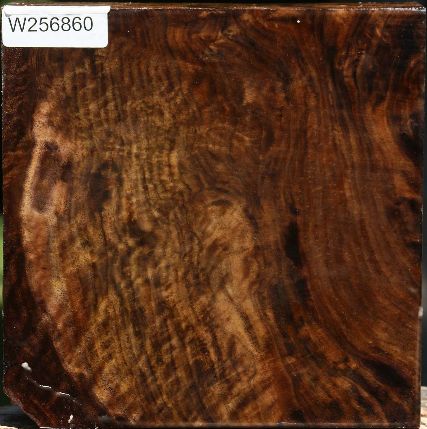 Extra Fancy Claro Walnut Bowl Blank