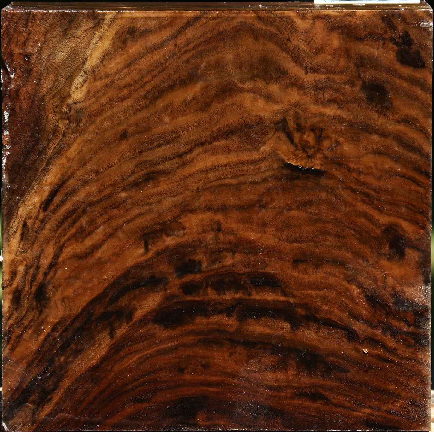 Extra Fancy Claro Walnut Bowl Blank