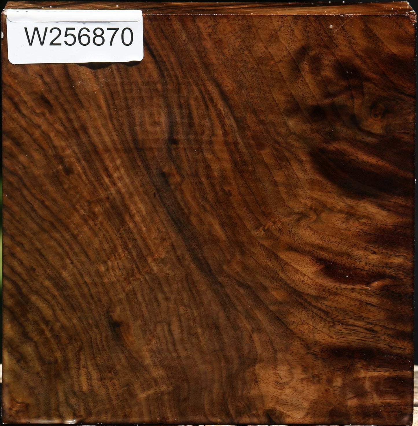 Extra Fancy Claro Walnut Bowl Blank
