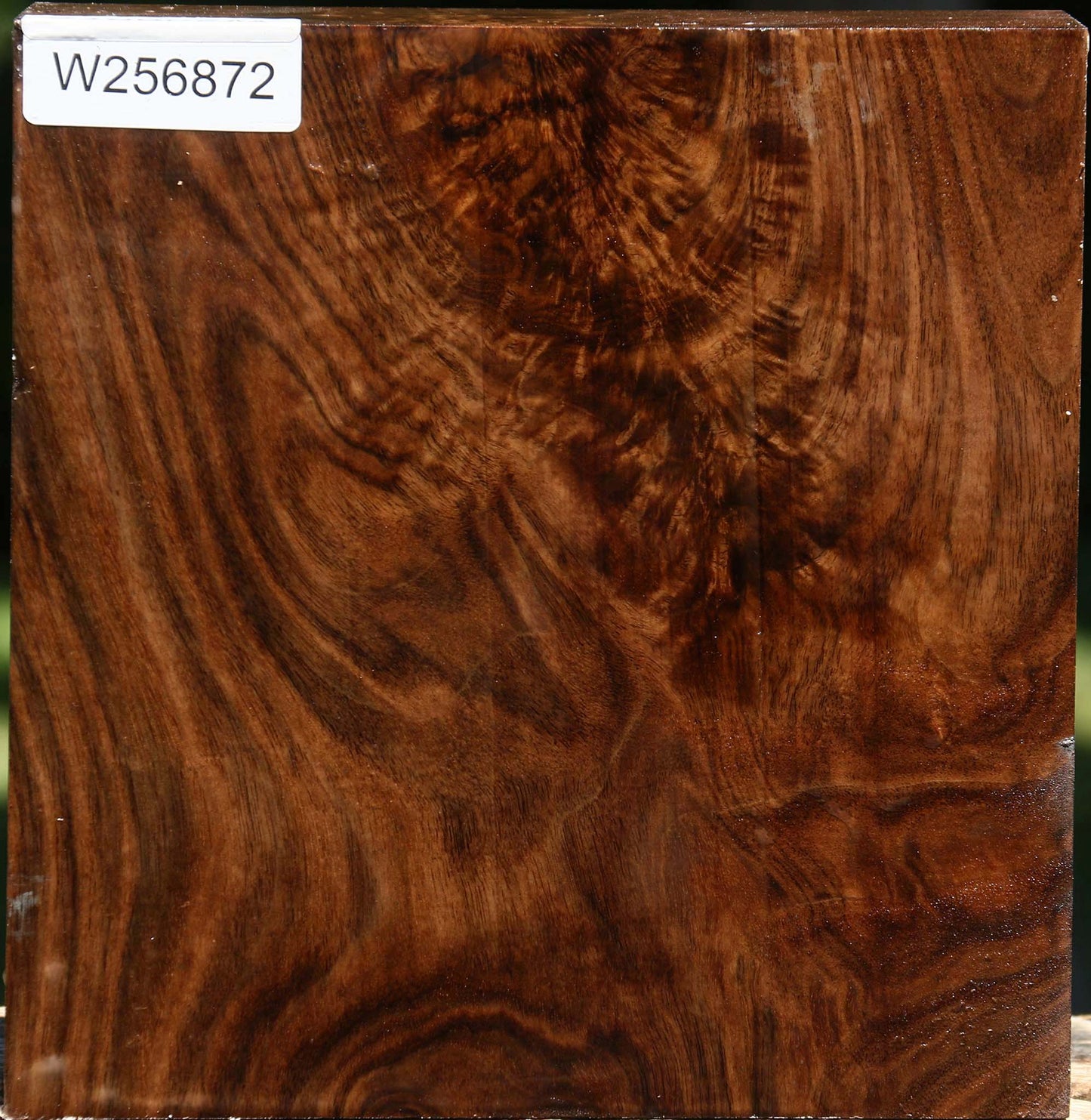 Extra Fancy Claro Walnut Bowl Blank