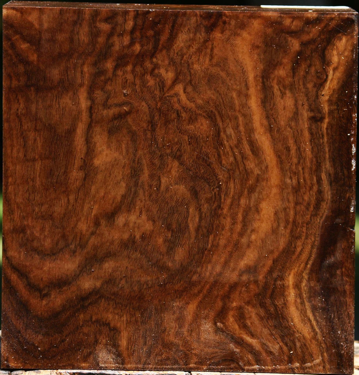 Extra Fancy Claro Walnut Bowl Blank