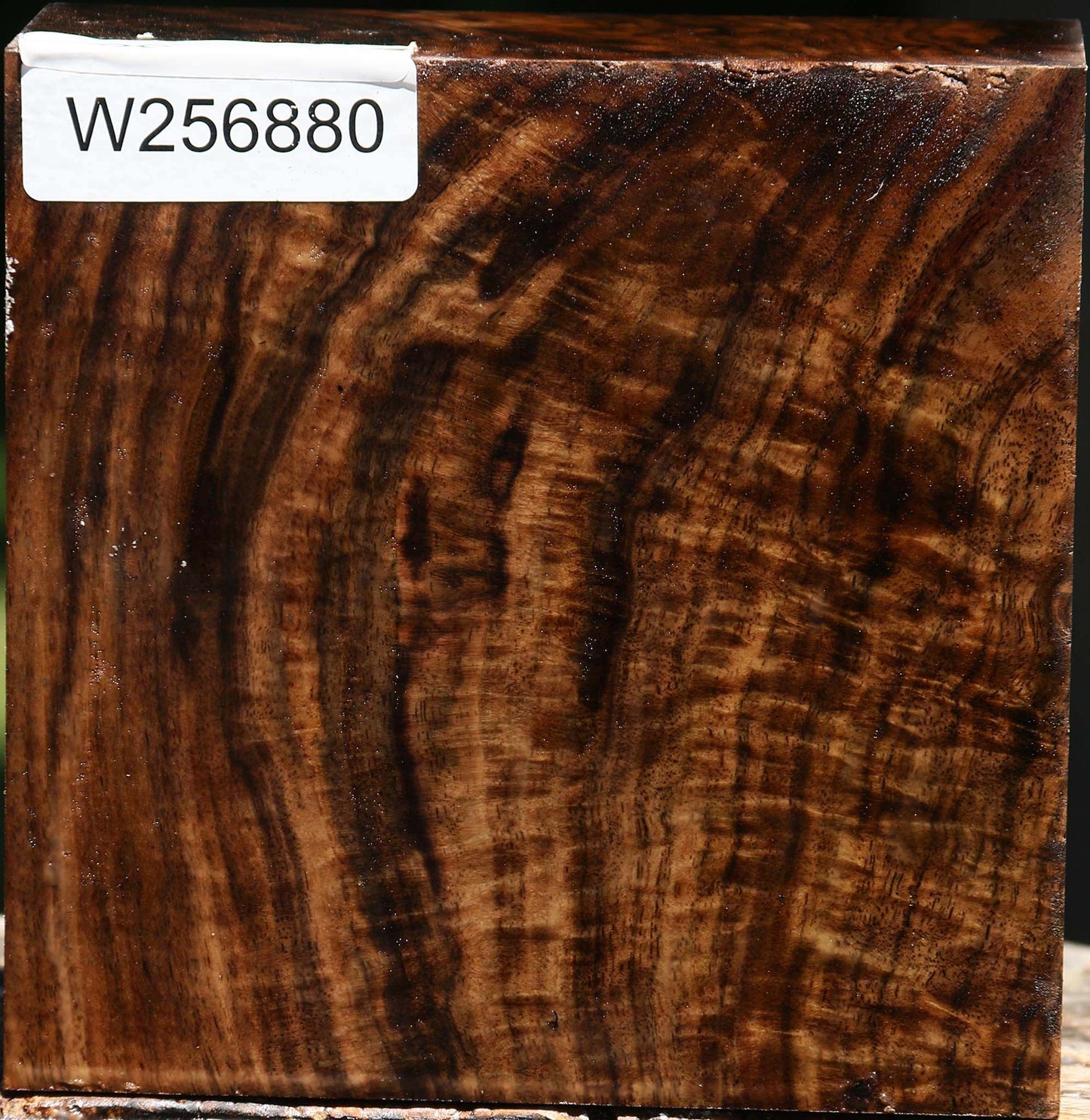 Extra Fancy Claro Walnut Bowl Blank