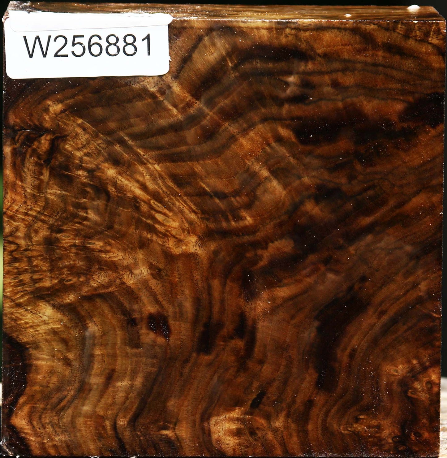 Extra Fancy Claro Walnut Bowl Blank