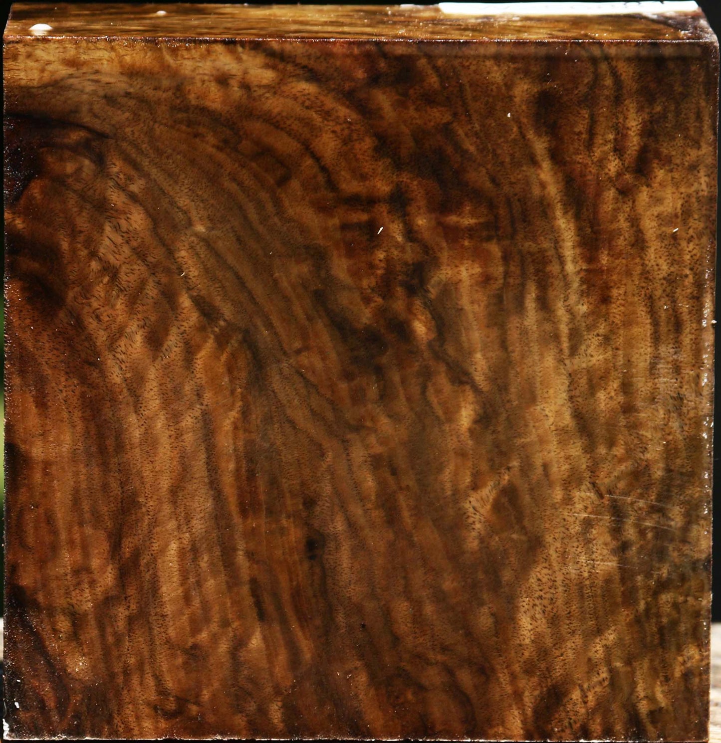 Extra Fancy Claro Walnut Bowl Blank
