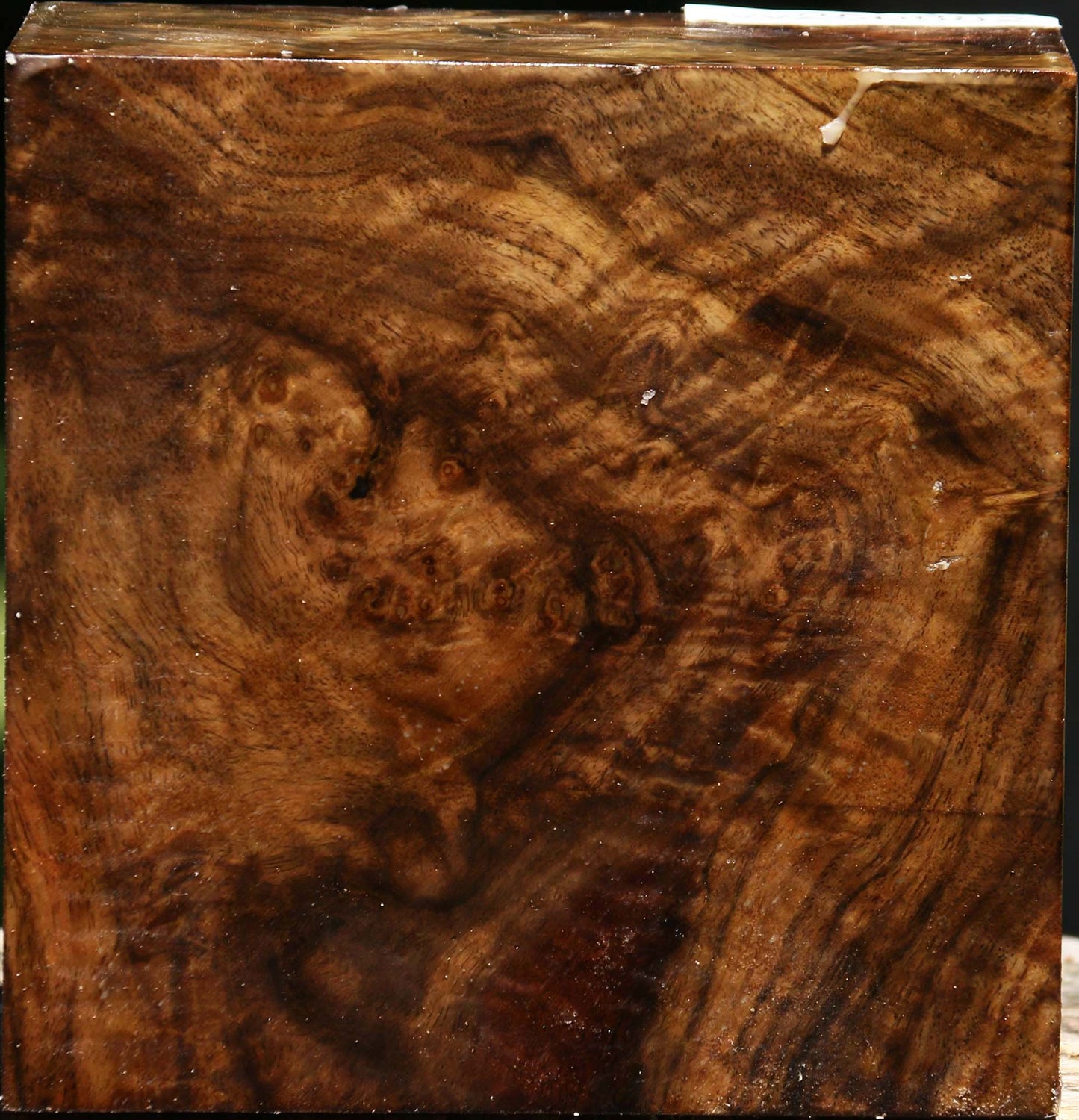 Claro Walnut Burl Bowl Blank