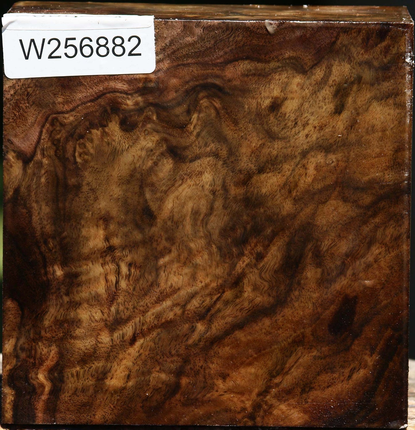 Claro Walnut Burl Bowl Blank