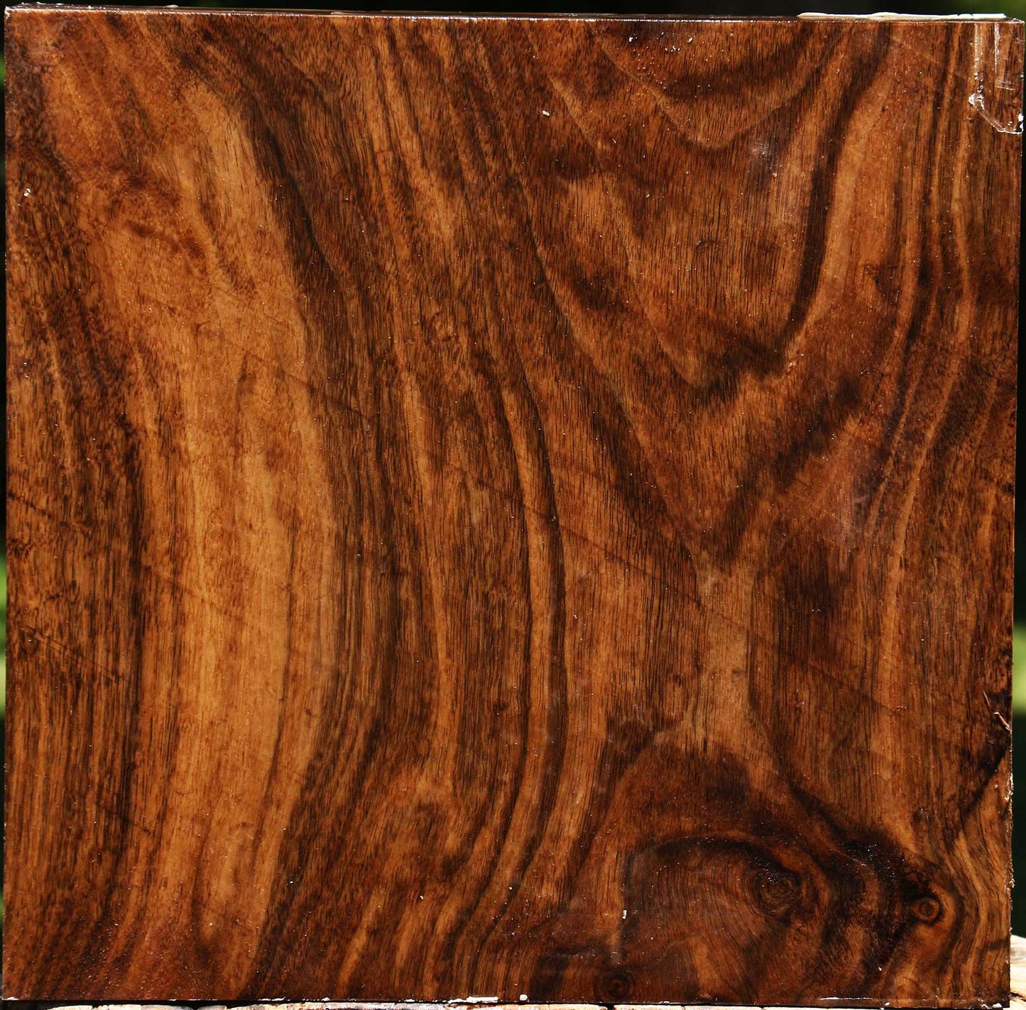 Claro Walnut Platter Blank