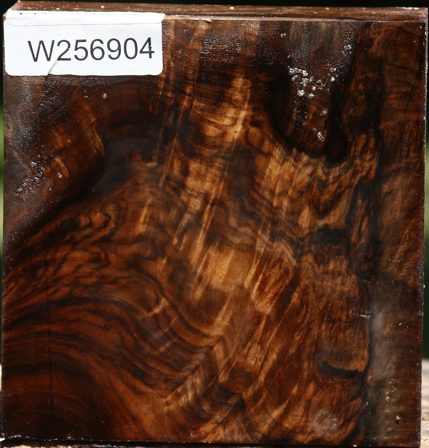 Claro Walnut Burl Bowl Blank