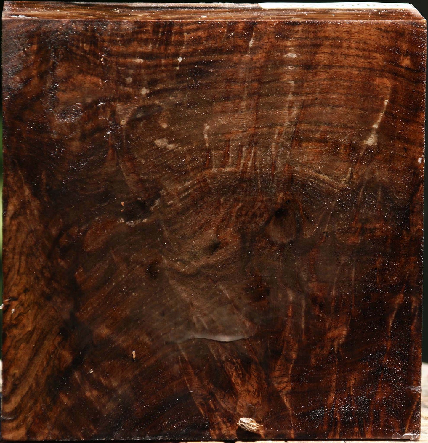 Claro Walnut Burl Bowl Blank