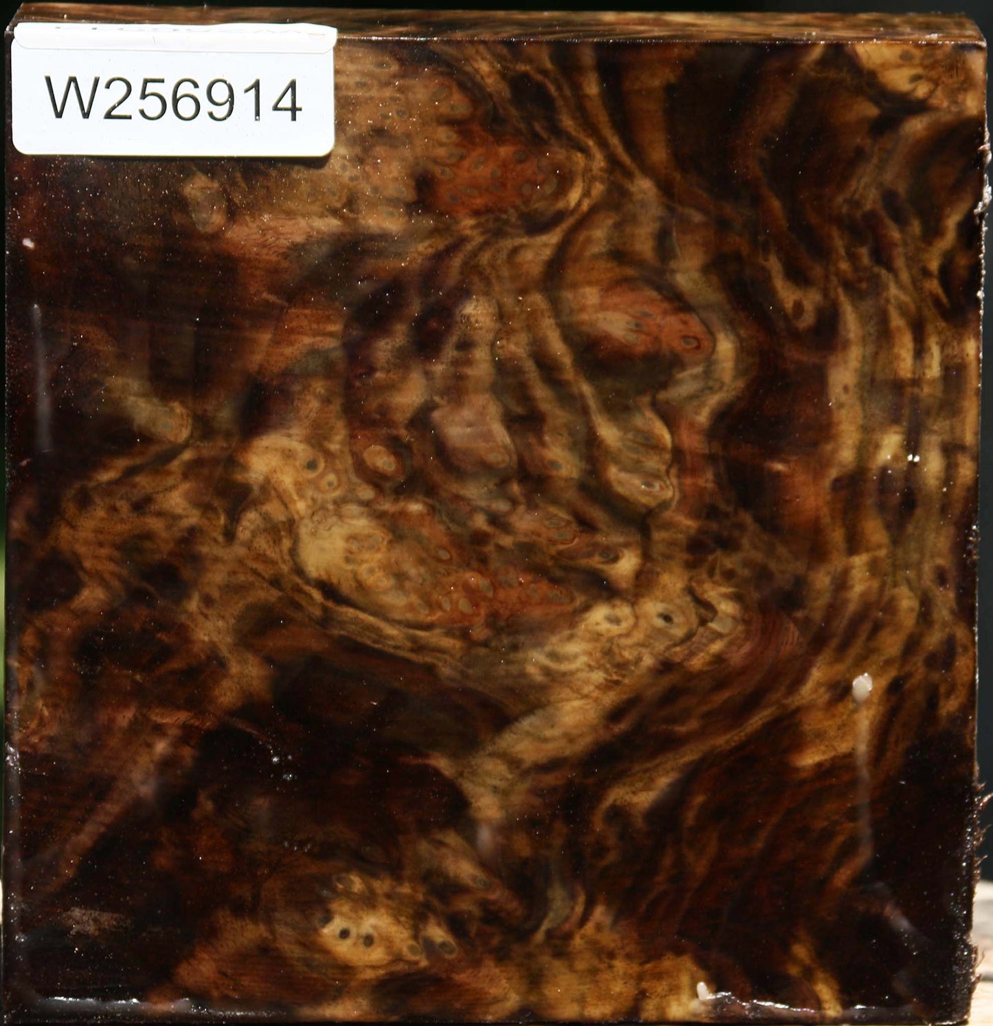 Claro Walnut Burl Bowl Blank