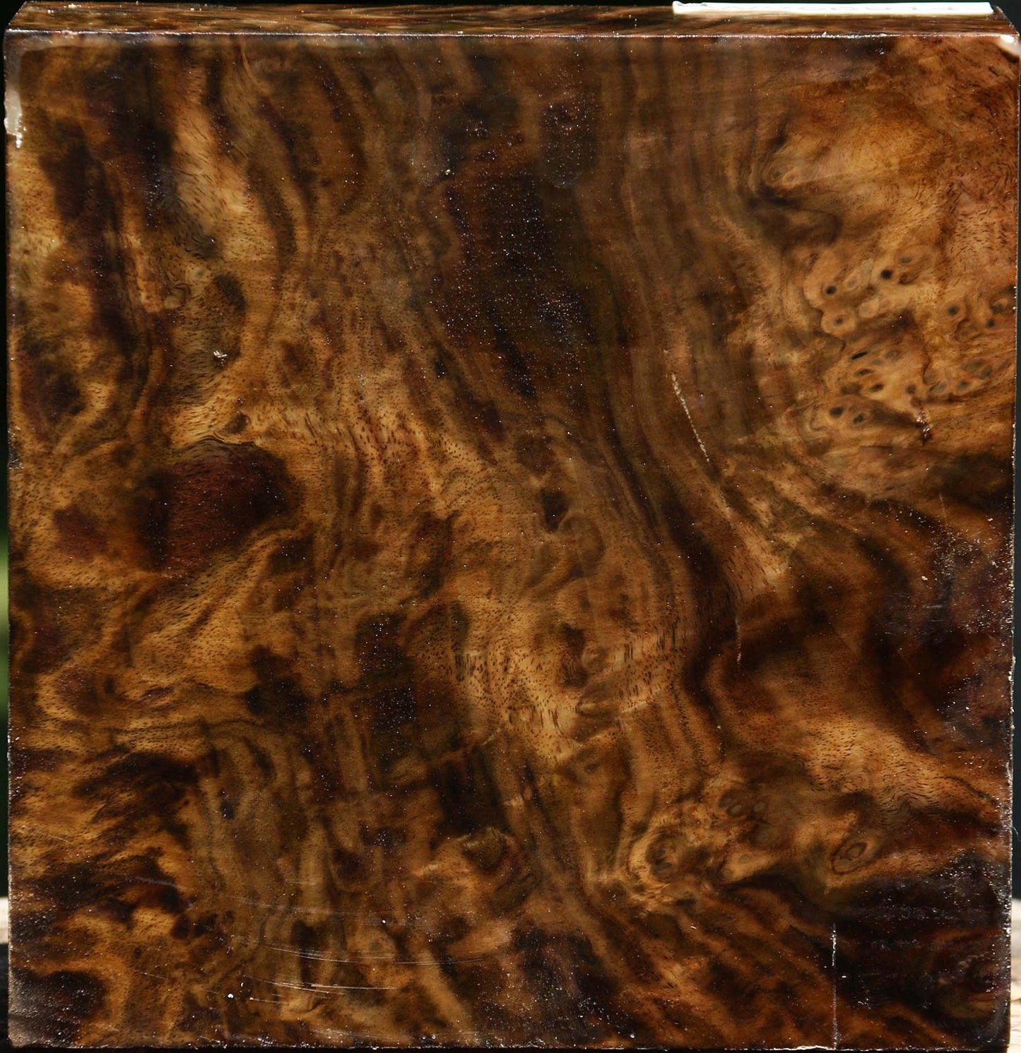 Claro Walnut Burl Bowl Blank