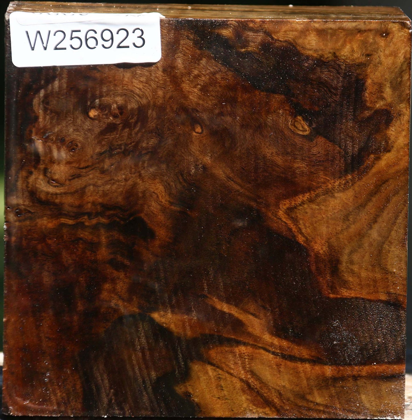 Claro Walnut Burl Bowl Blank