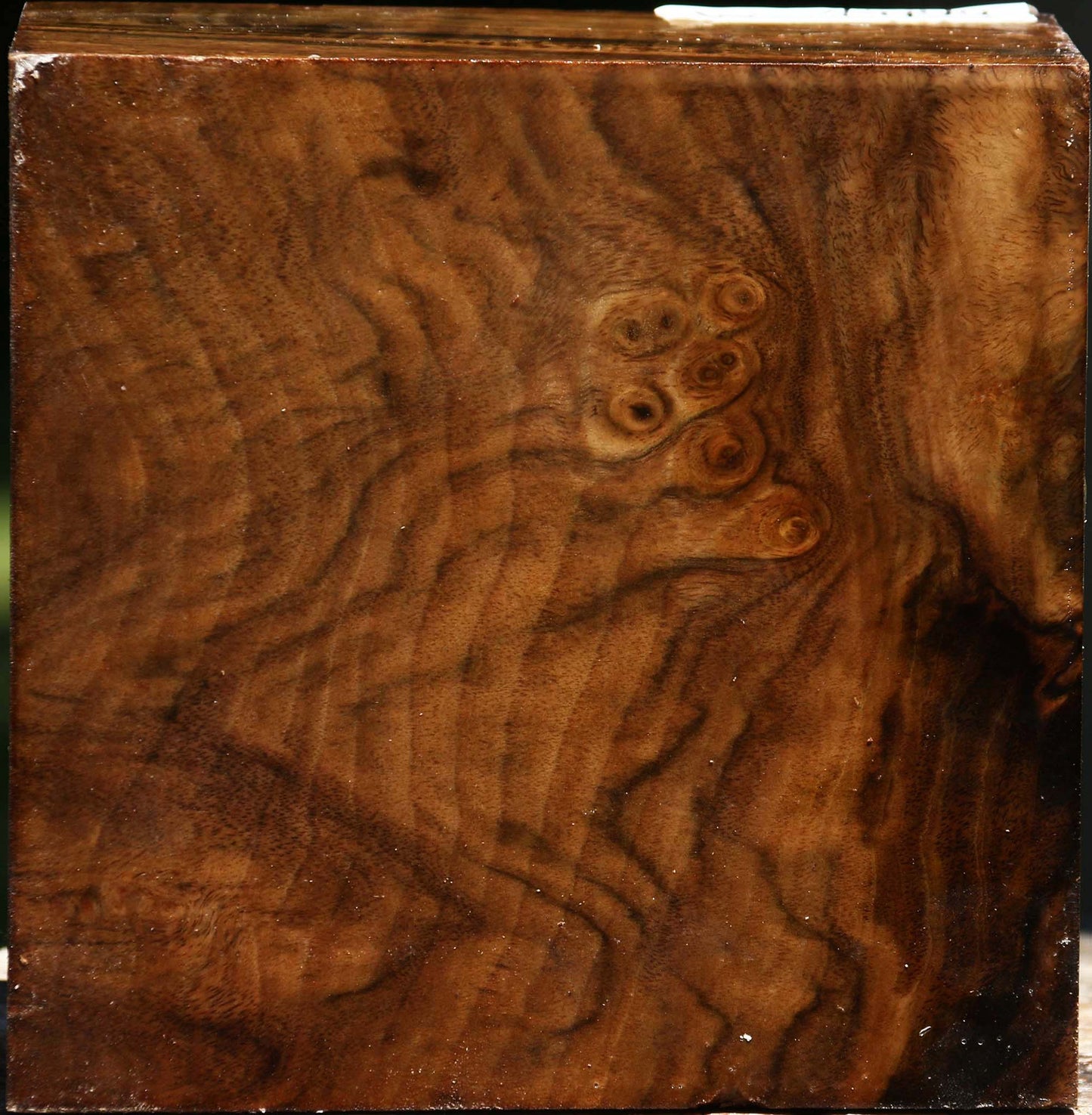 Claro Walnut Burl Bowl Blank
